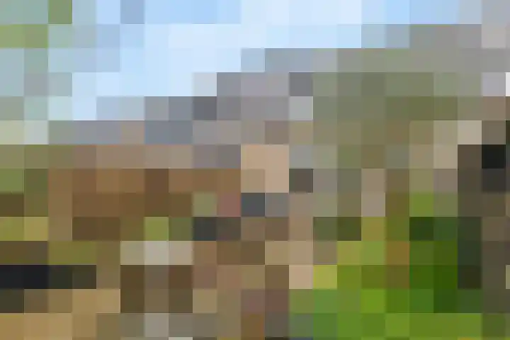 Notarisappel 27 Tiel thumbnail 34