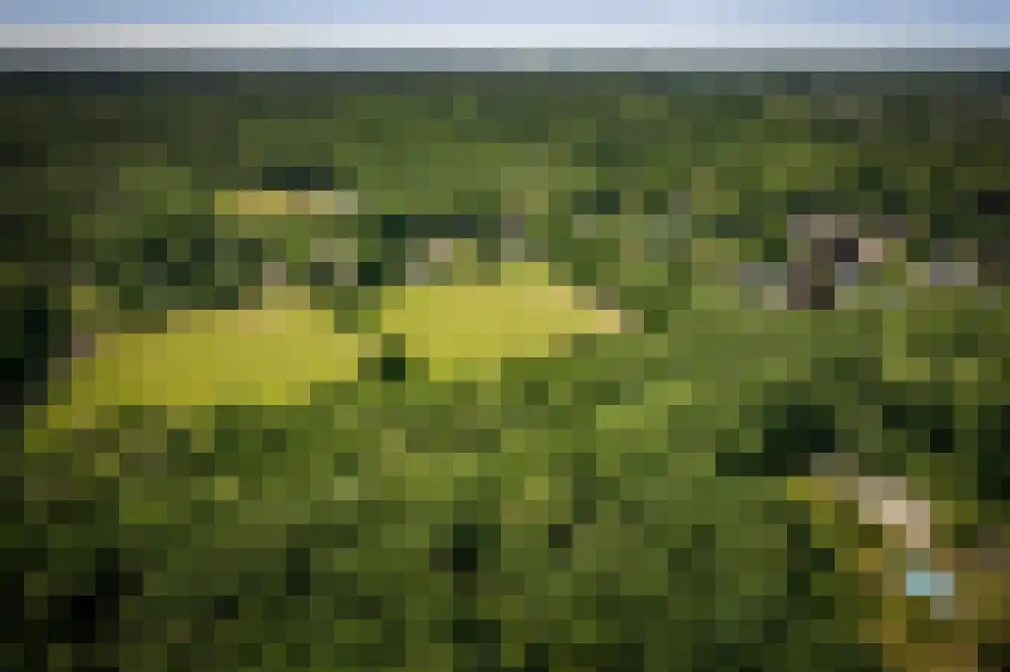 Novalieweg 36 Hattem thumbnail 64