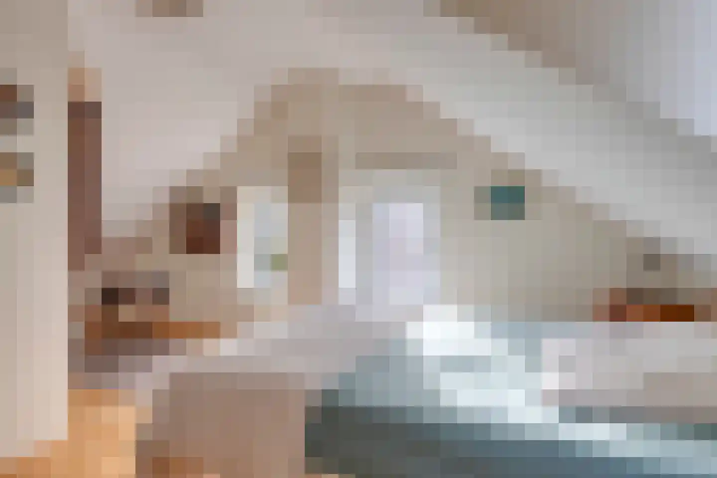 Nummer Eén 51 Hoofdplaat thumbnail 18