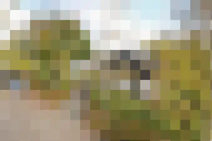 Obalaan 2 Oostvoorne thumbnail 5