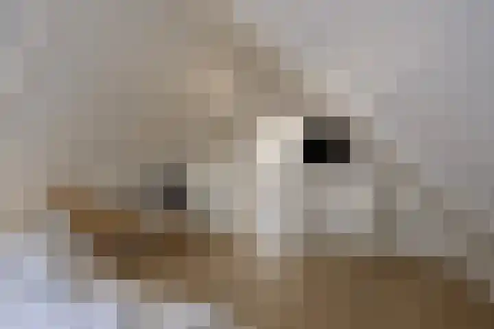 Oesterdam 245 Tholen thumbnail 22