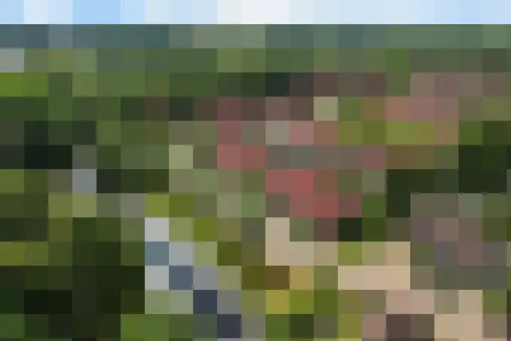 Oksewei 85 Joure thumbnail 6