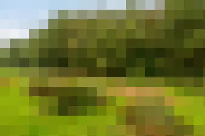 Okster 12 Roden thumbnail 18