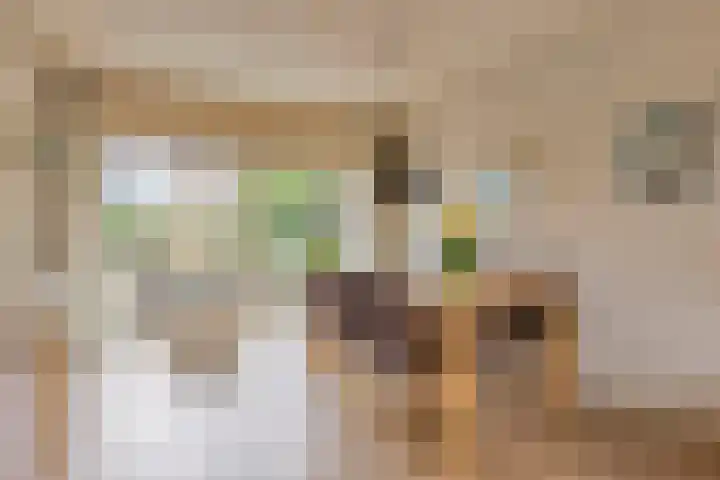 Oldenoert 84 Leek thumbnail 5