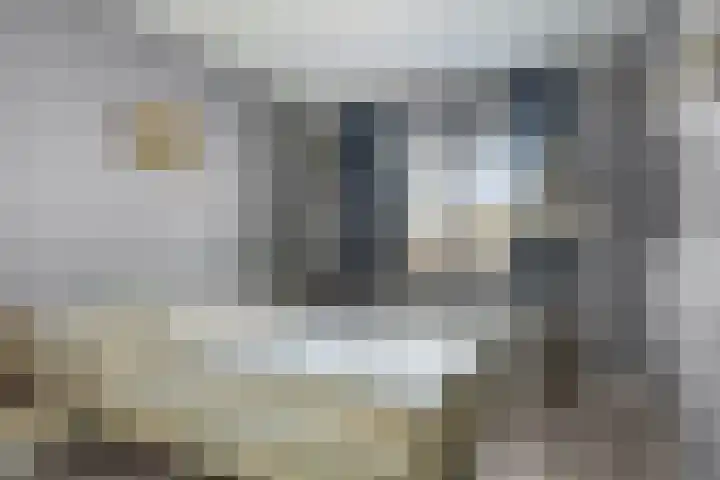 Oliemolen 40 Gemert thumbnail 24
