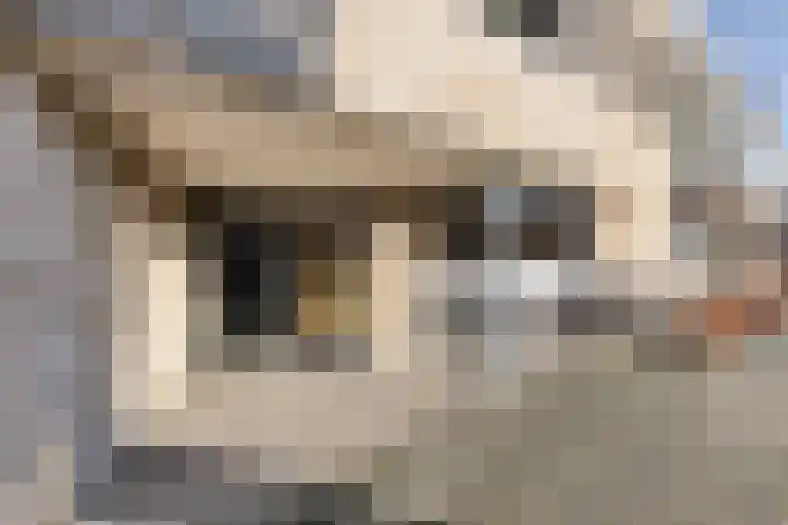 Oliemolen 40 Gemert thumbnail 5