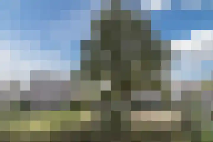 Oliemolen 5 Gemert thumbnail 41