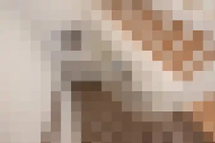 Oliemolen 7 Delft thumbnail 33