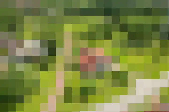 Olink Es 1 Enschede thumbnail 40