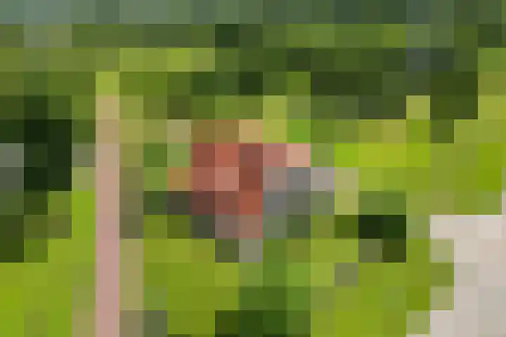 Olink Es 1 Enschede thumbnail 41