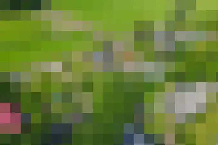 Omloop 41 Schoorl thumbnail 34