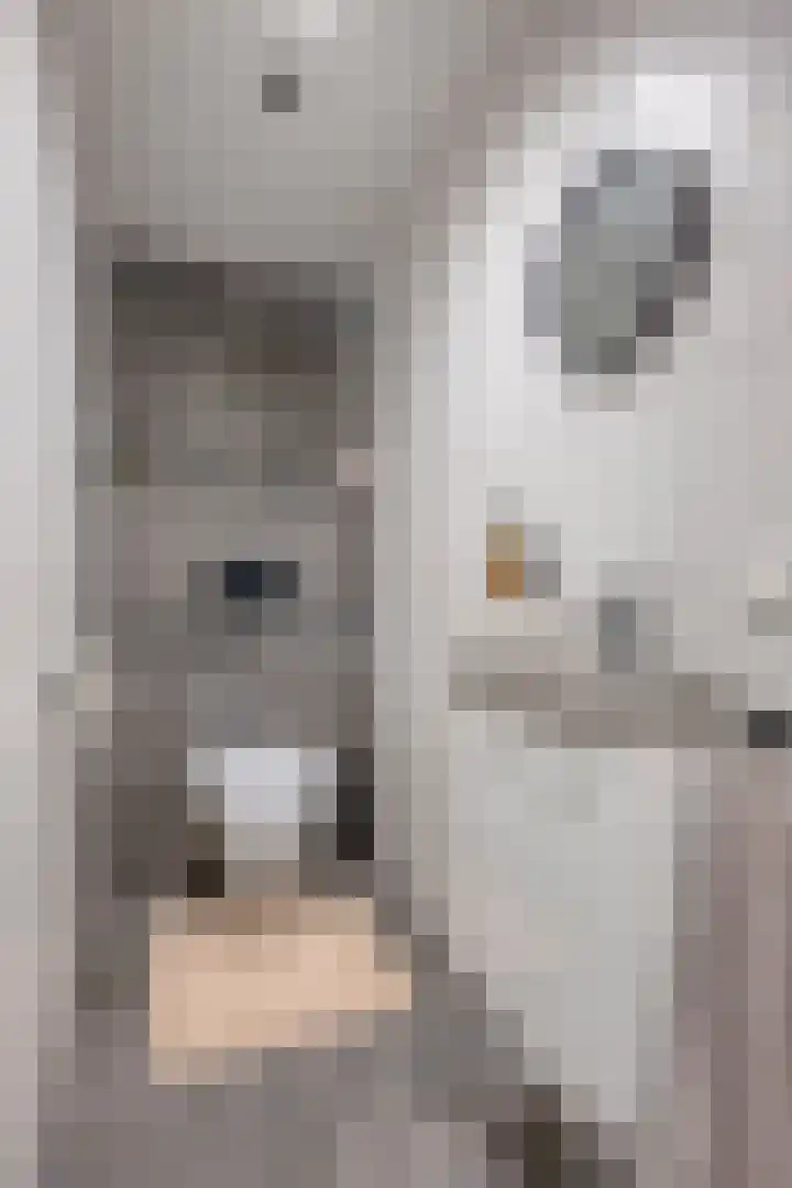Omstraat 42 Born thumbnail 39