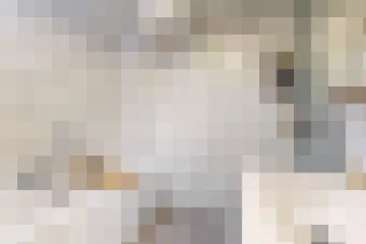 Onderdijk 35 Wervershoof thumbnail 18