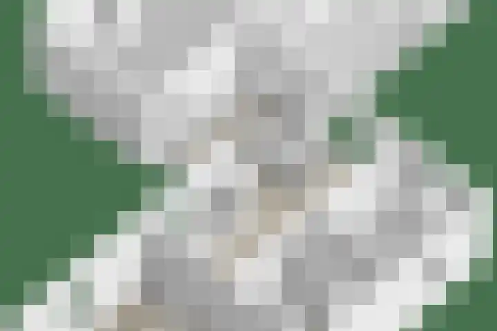 Oosteinde 101 Berkhout thumbnail 48
