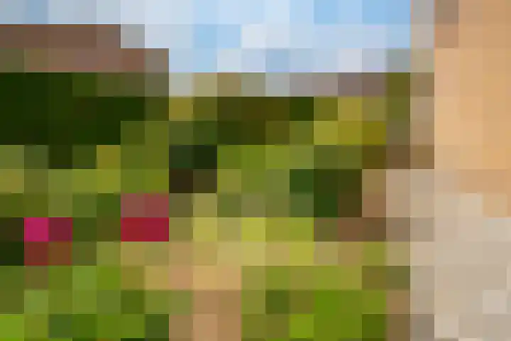 Oosteinde 62 Zevenaar thumbnail 8