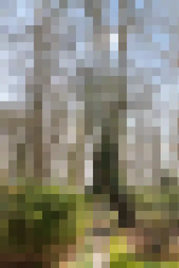 Oosterbroek 3 Eelde thumbnail 41