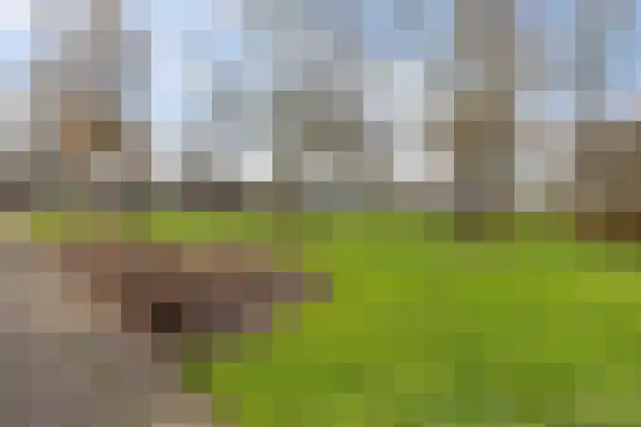 Oostercluft 59 Steenwijk thumbnail 45
