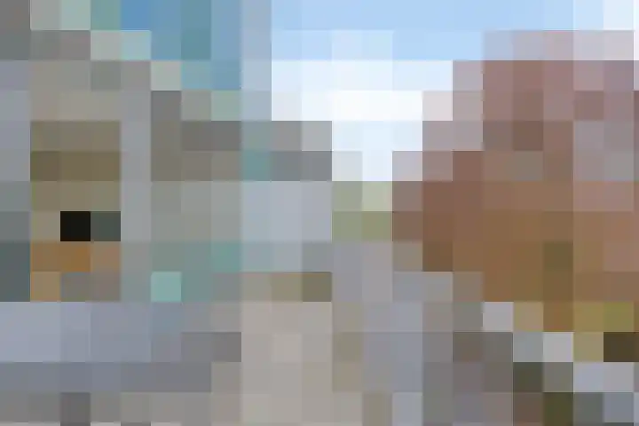 Oosterweg 33 Wijchen thumbnail 10