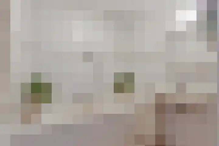 Oosterweide 79 Castricum thumbnail 35