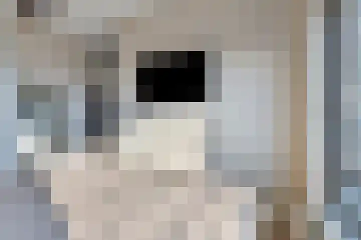 Oostwal 323 Oss thumbnail 12