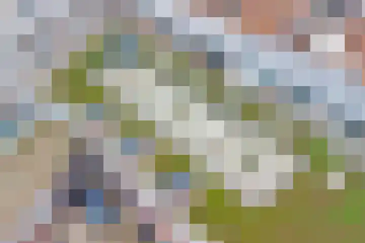 Oostwal 34 18 Goes thumbnail 16