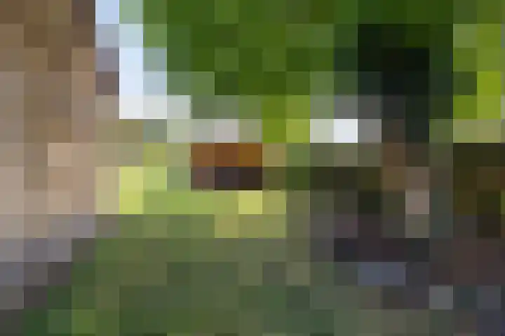 Op de Bies 38 Schimmert thumbnail 50