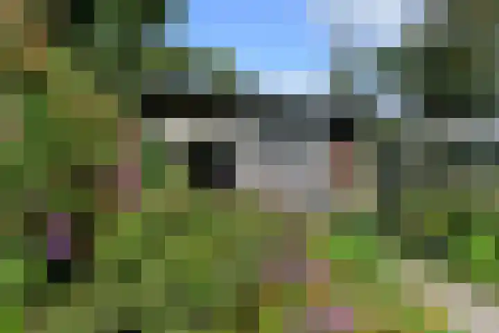 Op de Bos 7 a Roggel thumbnail 42