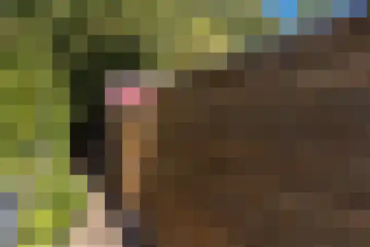 Ophoven 53 Sittard thumbnail 42