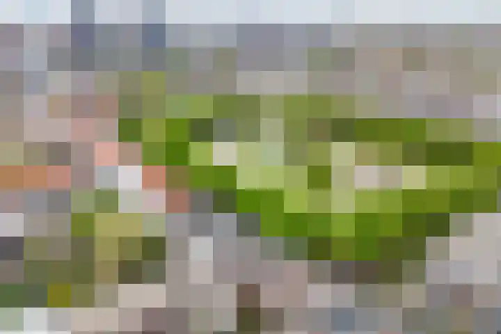 Oranjeplein 96 Den Haag thumbnail 6