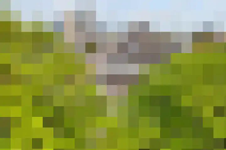 Oranjeplein 96 Den Haag thumbnail 7