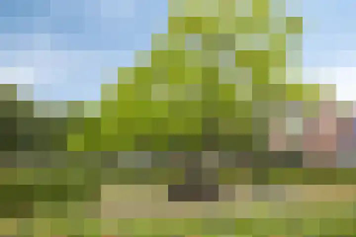 Orion 20 Oss thumbnail 34