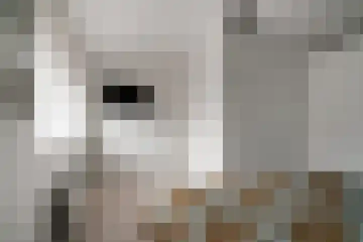 Ossenkamppad 1 Zevenaar thumbnail 31