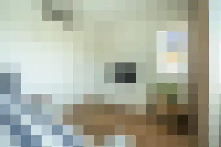 Ossewei 12 Rossum thumbnail 37