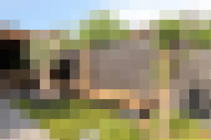 Otello 2 Kampen thumbnail 50