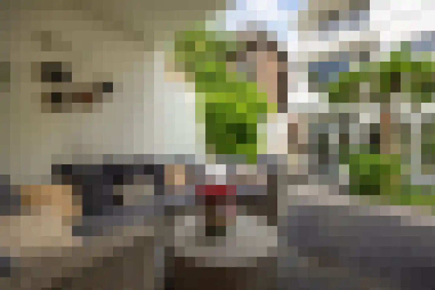 Oude Dieze 9 's-Hertogenbosch thumbnail 39