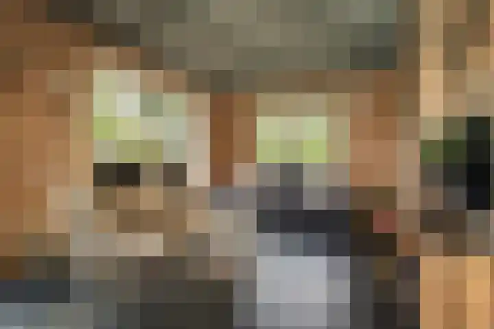 Oude Dijkje 30 De Koog thumbnail 23