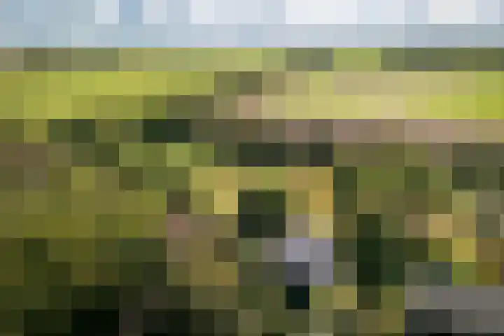 Oude Dijkje 30 De Koog thumbnail 7