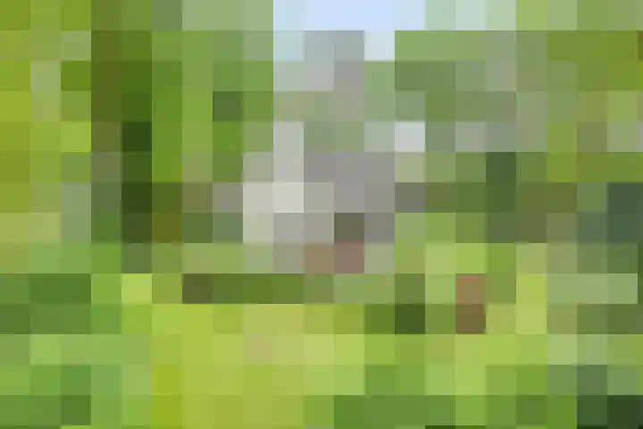 Oude Dwingelerdijk 4 Ansen