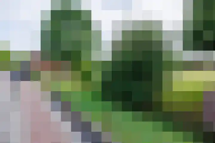 Oude Maasdijk 7 Dreumel thumbnail 37