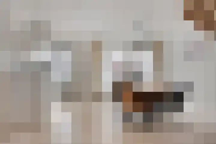 Oude Meer 21 Heythuysen thumbnail 15