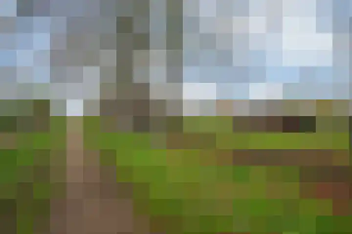 Oude Tolweg 5 Belfeld thumbnail 64