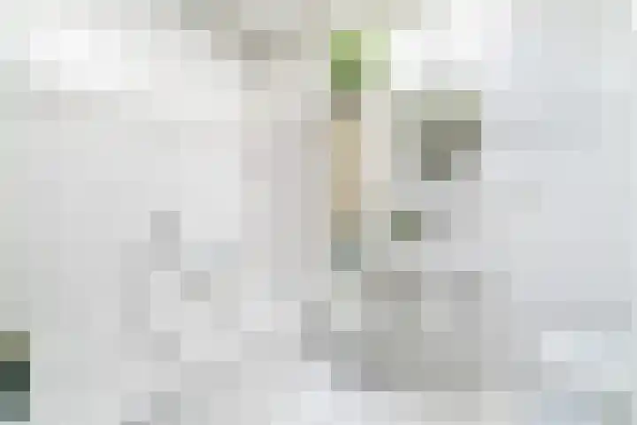 Oude Veiling 38 Den Hoorn thumbnail 33