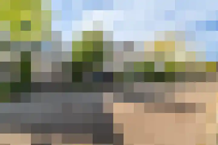 Oude Veiling 38 Den Hoorn thumbnail 40