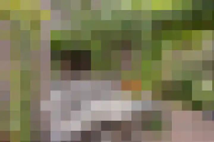 Oudestraat 20 Gemert thumbnail 57