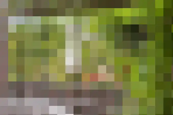 Oudestraat 20 Gemert thumbnail 58