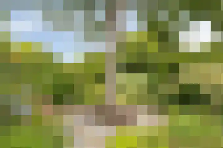 Oudestraat 20 Gemert thumbnail 60