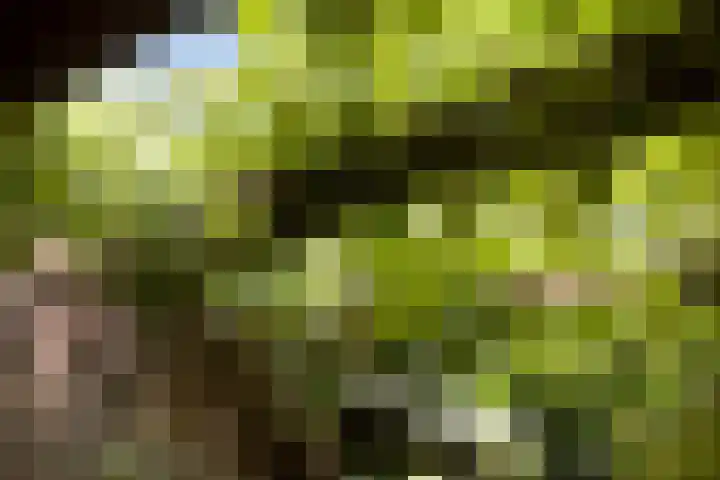 Oudestraat 20 Gemert thumbnail 70