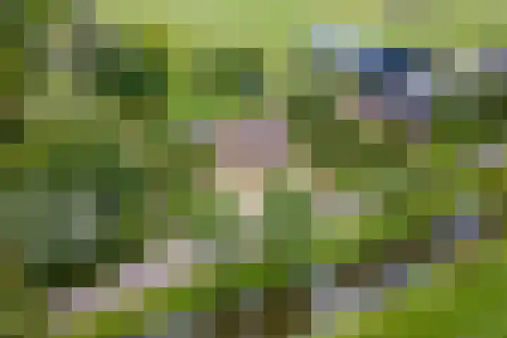Overheicop 68 b Schoonrewoerd thumbnail 5