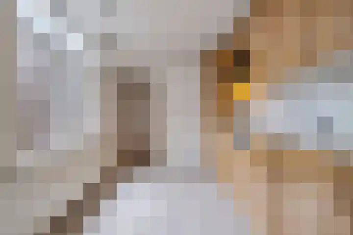 Overhoven 53 Sittard thumbnail 8