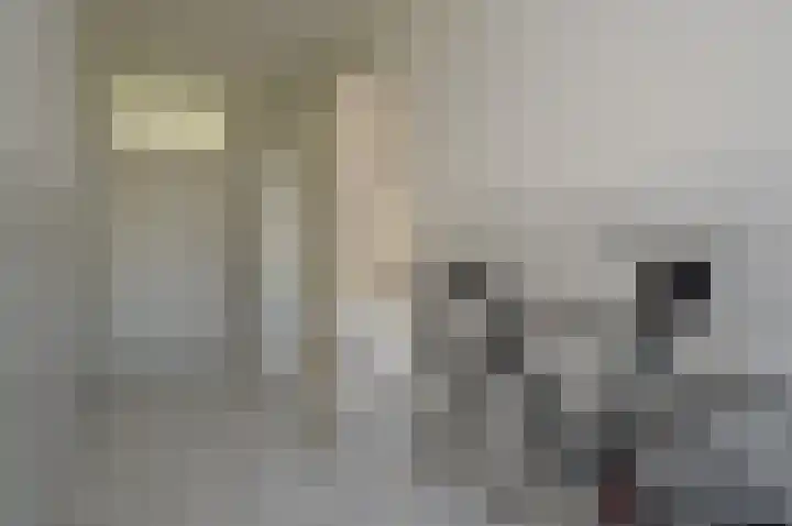 Paardebloem 2 Deurne thumbnail 10